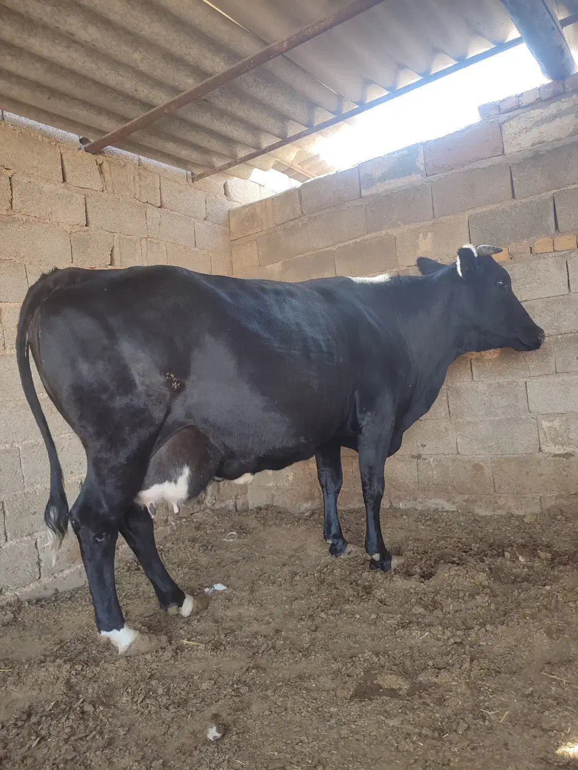 فروش گاو آبستن ماه اخر|حیوانات مزرعه|طسوج, |دیوار