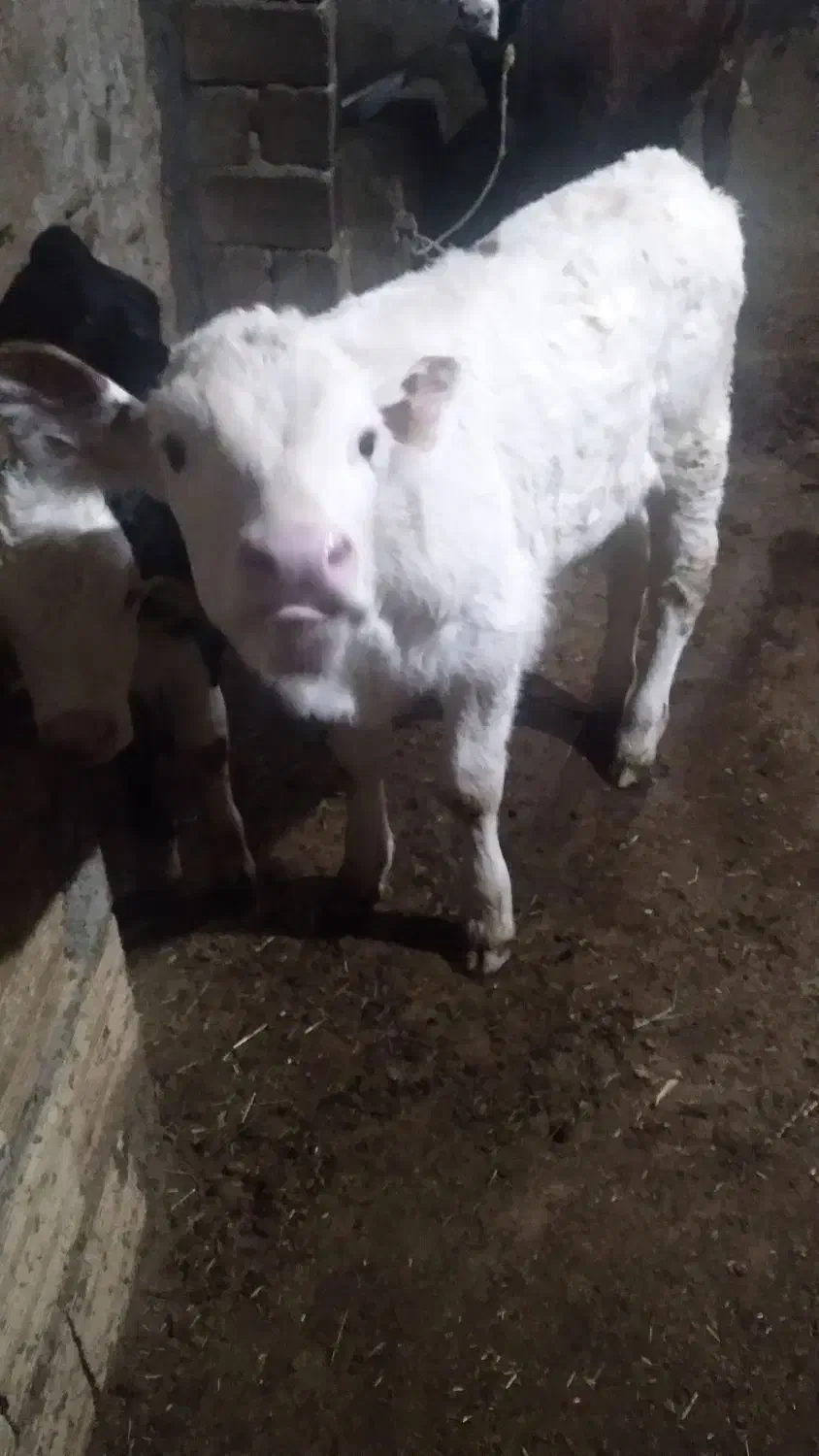 گاو سیمیتال شیری|حیوانات مزرعه|سراجو, |دیوار