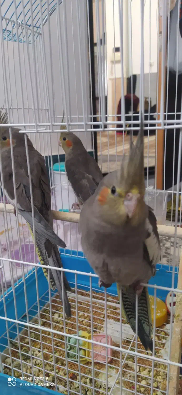 عروس هلندی|پرنده|میانه, |دیوار