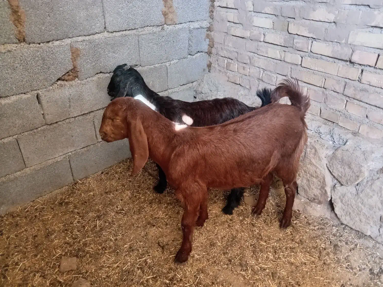 بز بره میش بره ماده|حیوانات مزرعه|مشهد, کارده|دیوار