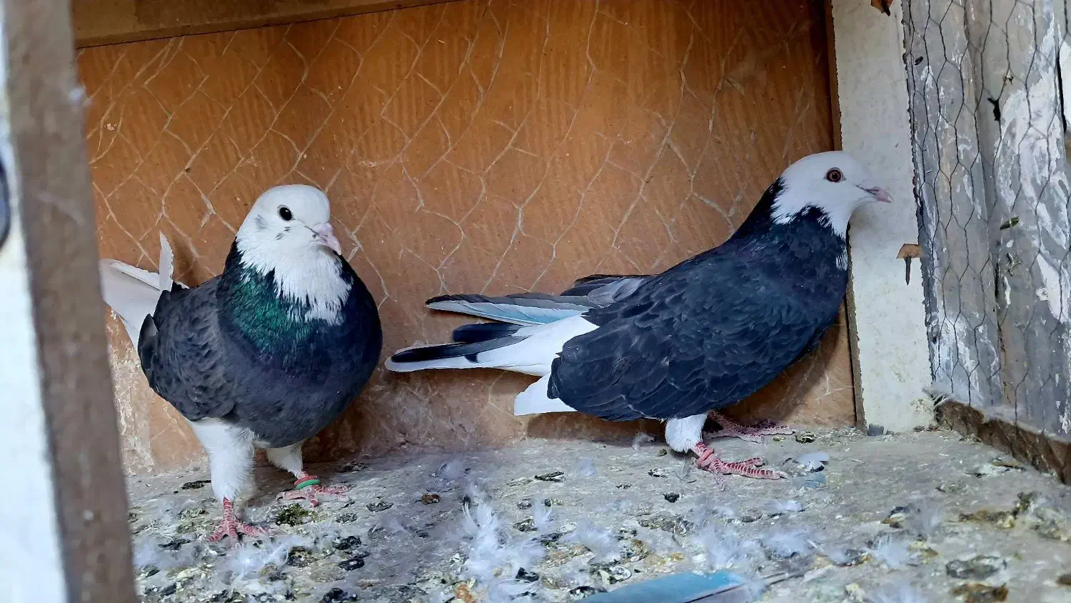 کفتر پرشی|پرنده|کرج, خرمدشت|دیوار