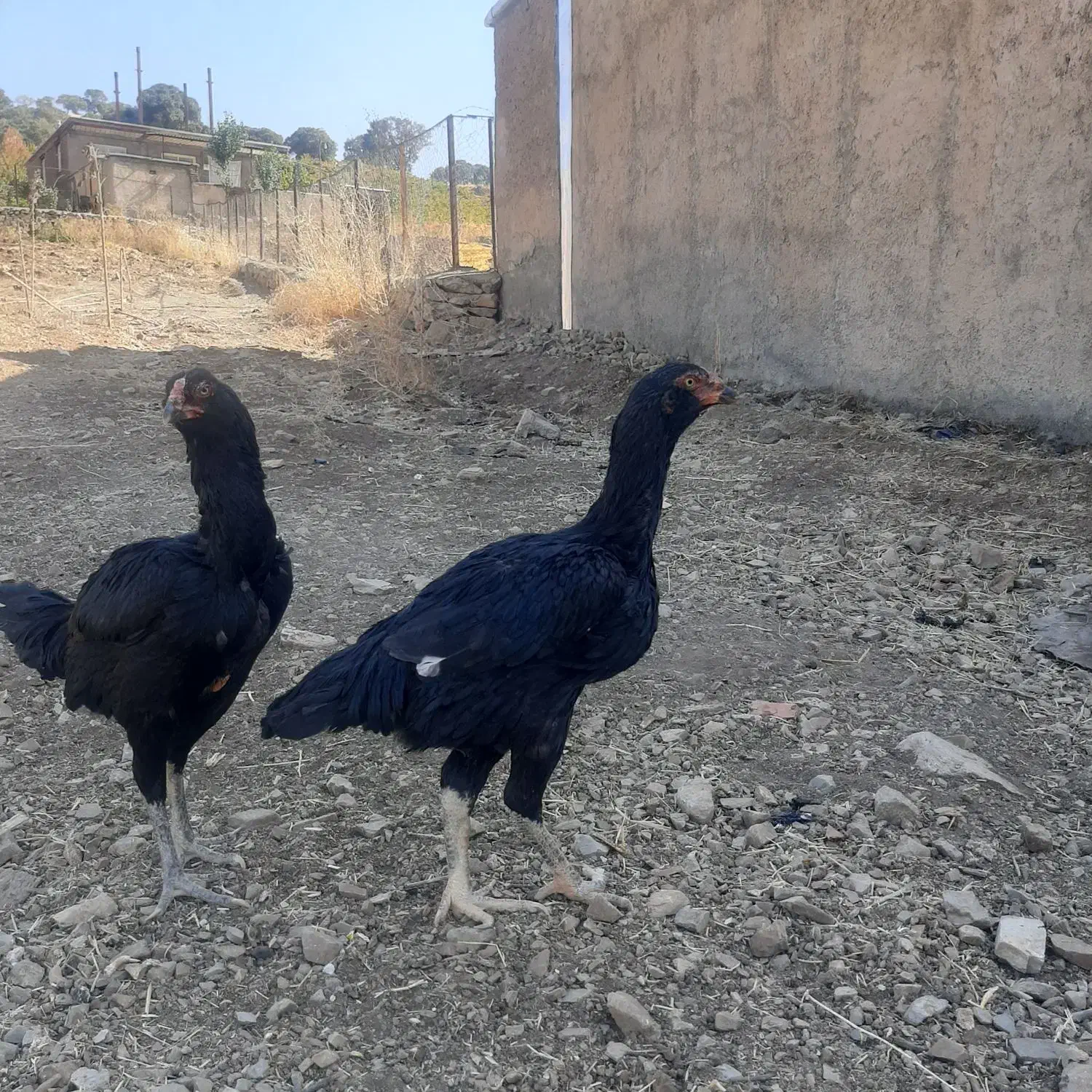 مرغ لاری ریشو جوان|حیوانات مزرعه|مریوان, |دیوار