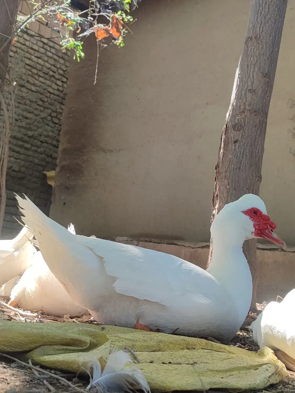 اردک روسی و اسرائیلی اصل|حیوانات مزرعه|گرگان, |دیوار