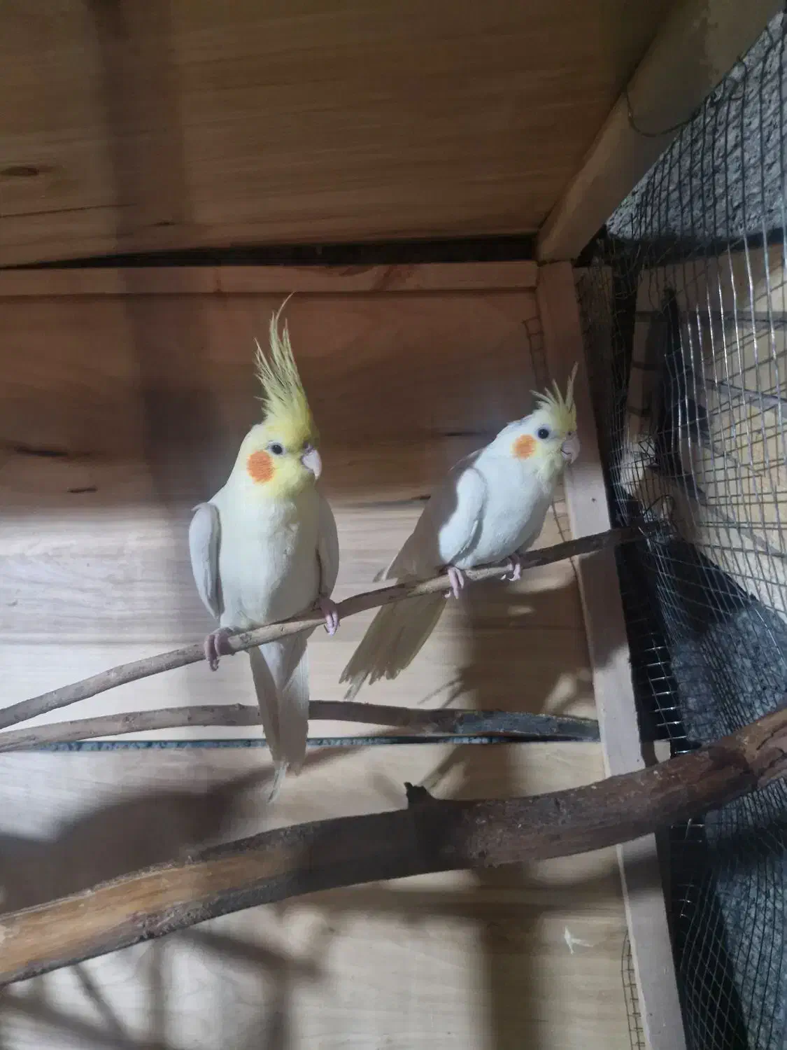 یک جفت عروس هلندی لوتینو|پرنده|برازجان, |دیوار