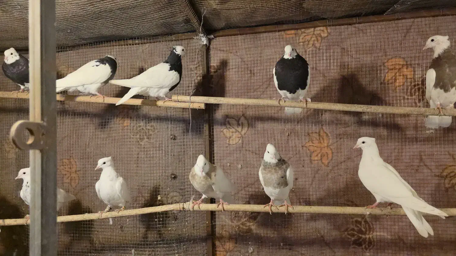 فروش کبوتر طوقی|پرنده|لامرد, |دیوار