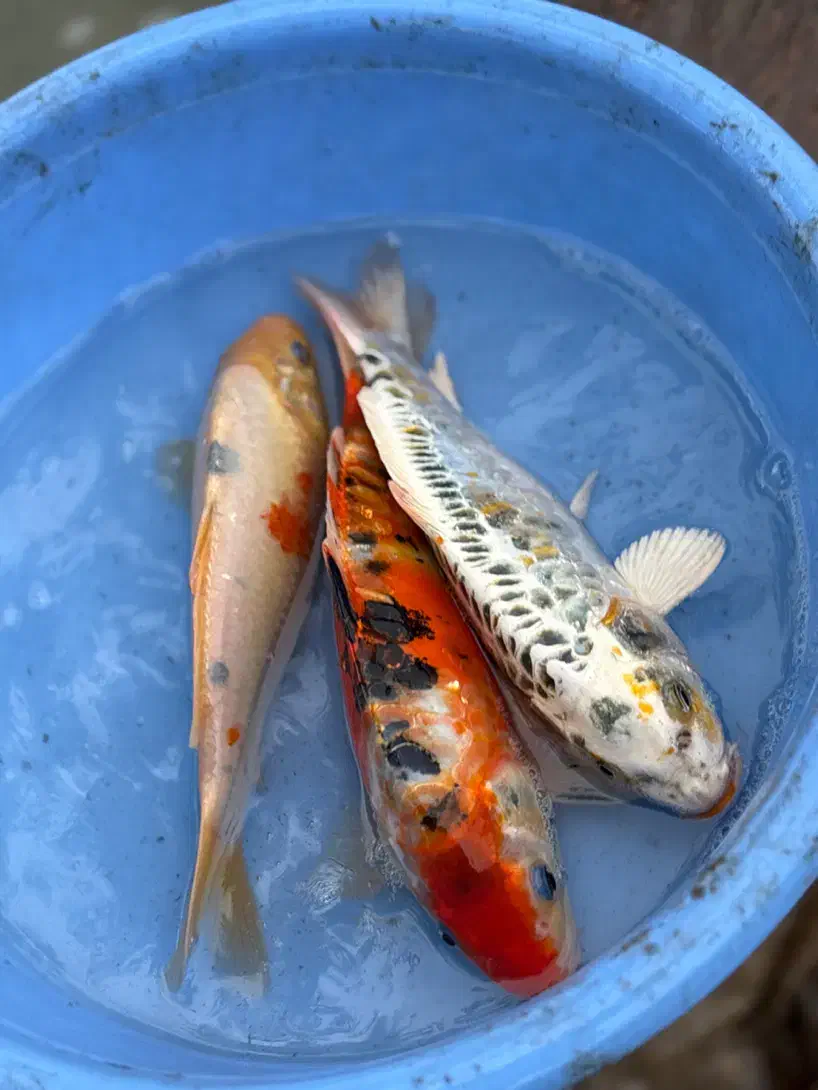 ماهی کوی نژاد|ماهی|رشت, یخسازی|دیوار