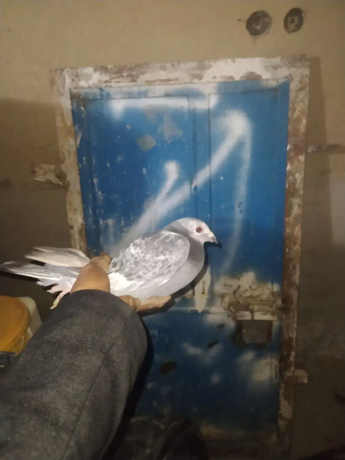 کبوتر خوب سنگین پر|پرنده|زهک, |دیوار