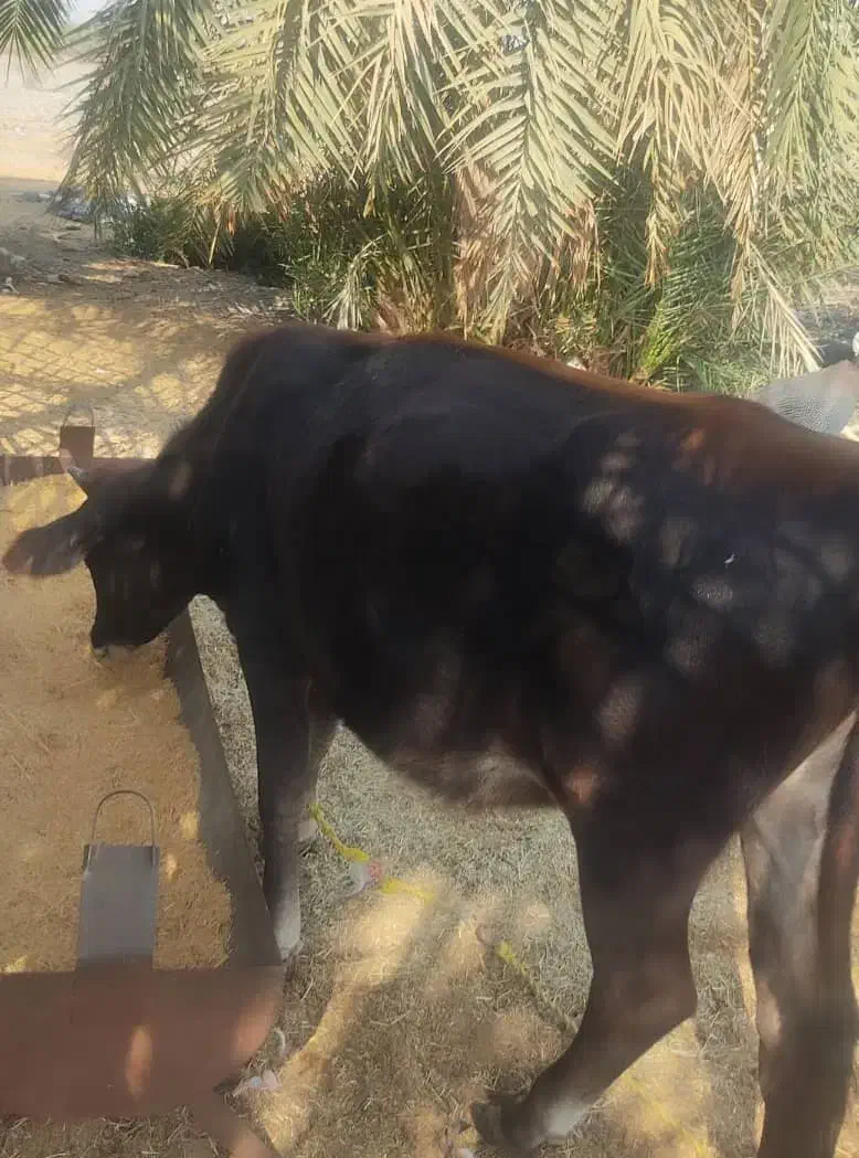 بره  گاو ابستن  گوساله ماده|حیوانات مزرعه|بندرعباس, |دیوار