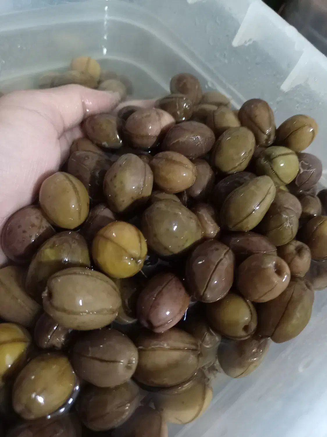 زیتون شور باهسته|خوردنی و آشامیدنی|زرند, |دیوار