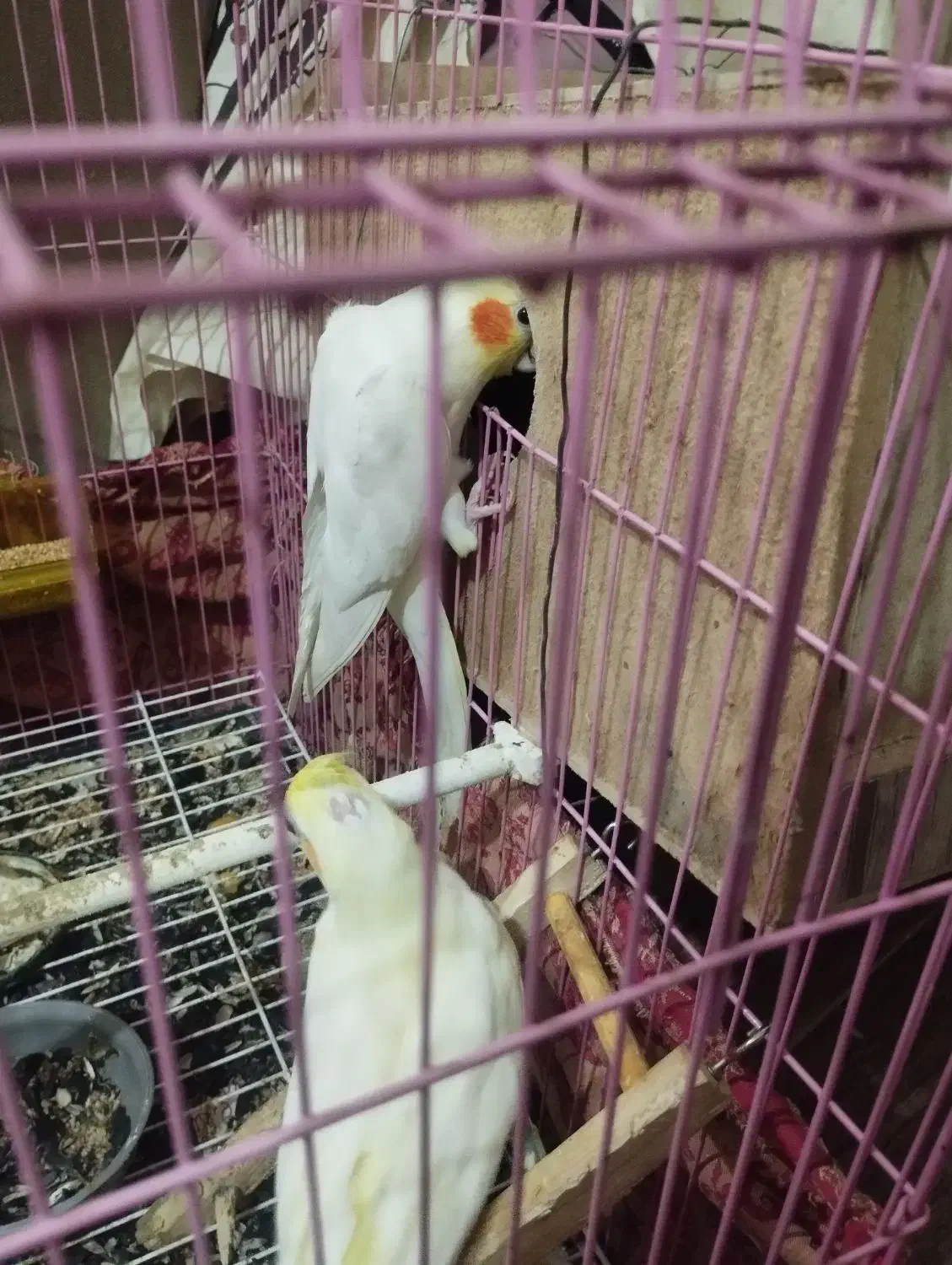 عروس هلندی با تمام لوازم و قفس بزرگ|پرنده|گالیکش, |دیوار