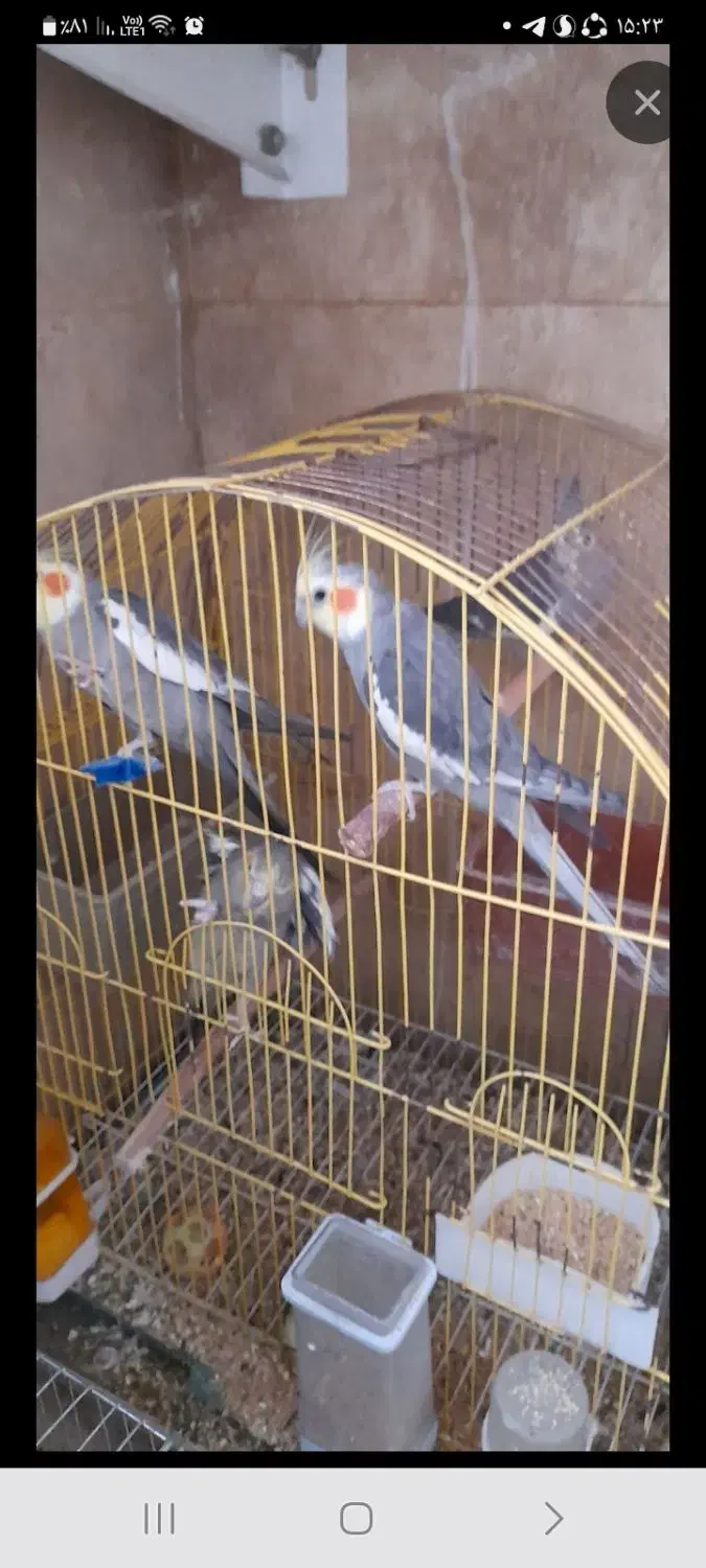 عروس هلندی|پرنده|تهران, شهرک گلها|دیوار