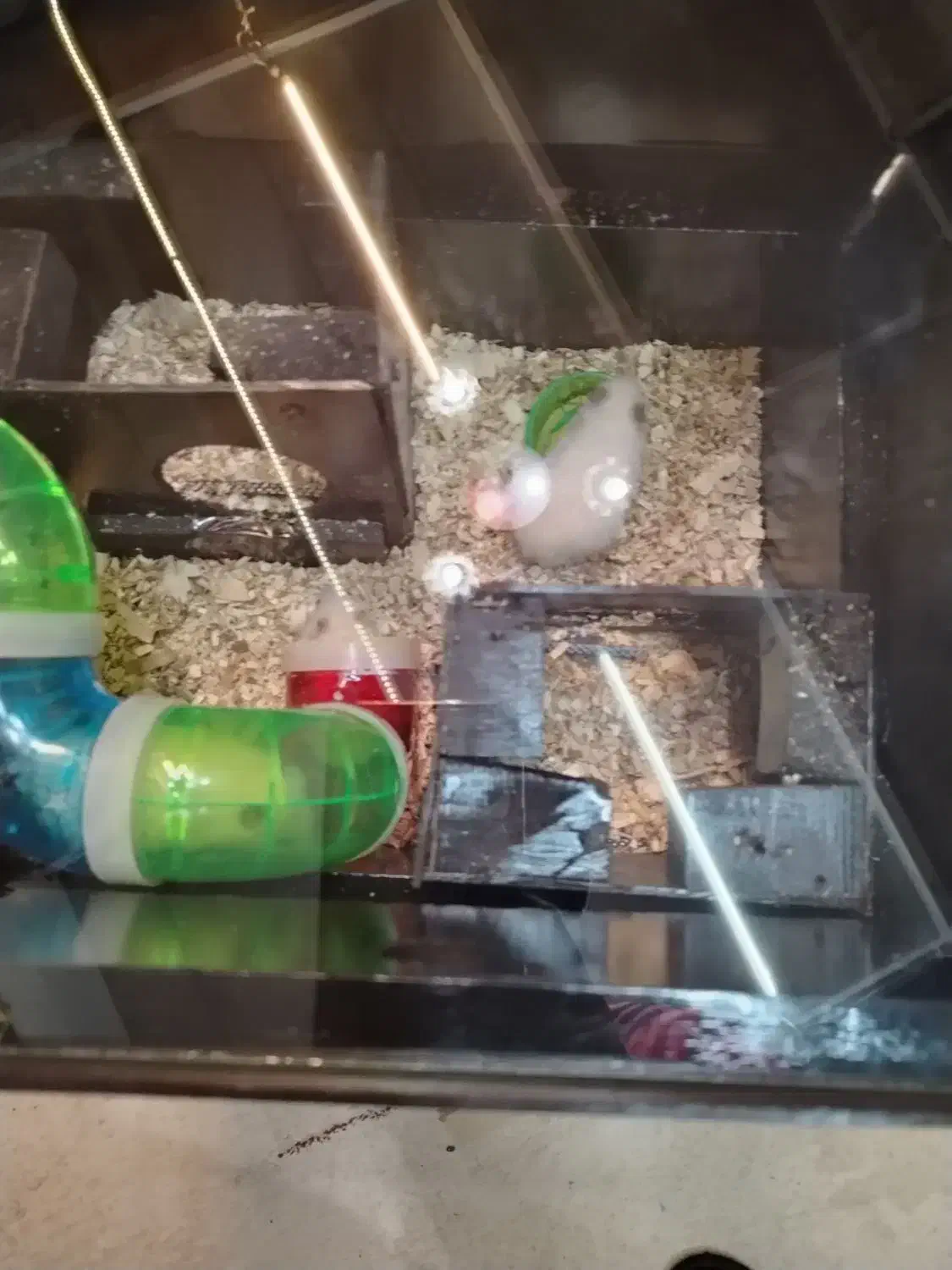 همستر کیوت فروش خیلی فوری به دلیل مسافرت|موش و خرگوش|مشهد, رسالت|دیوار