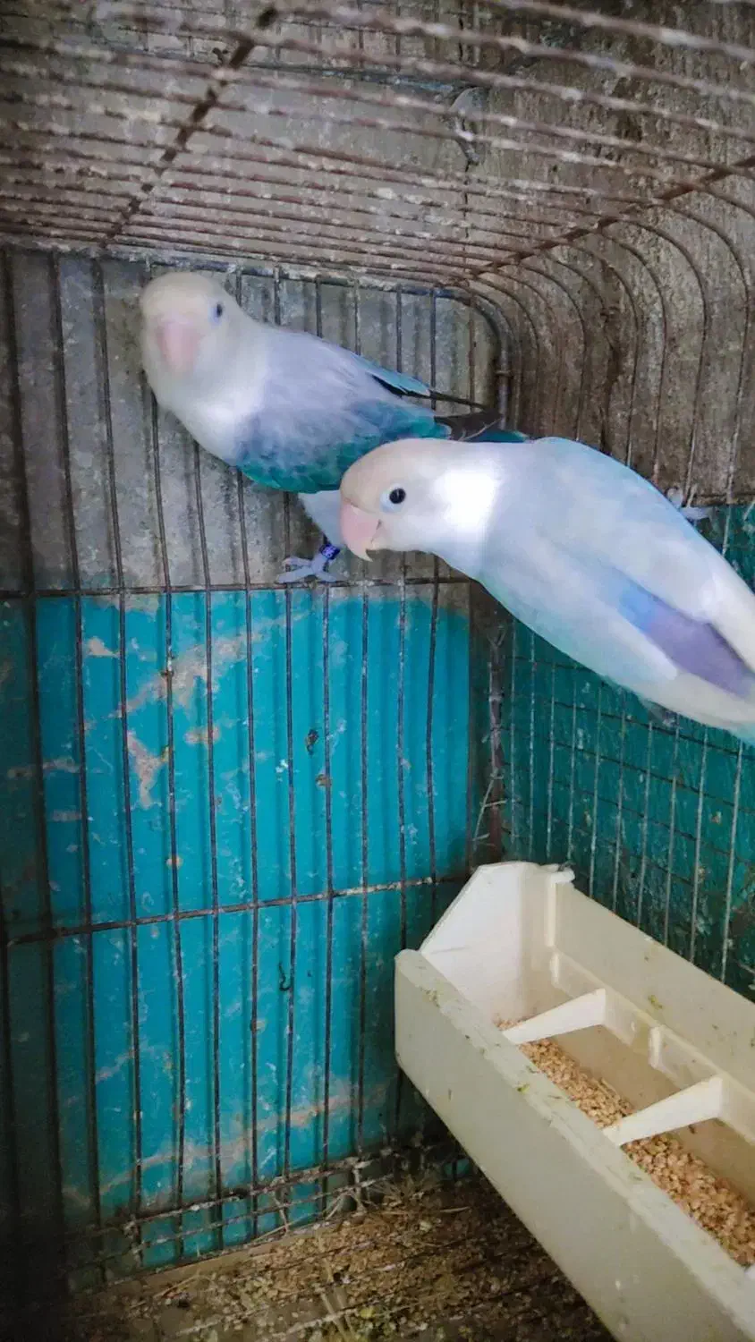 دوجفت کوتوله مولد روی تخم|پرنده|چابهار, |دیوار