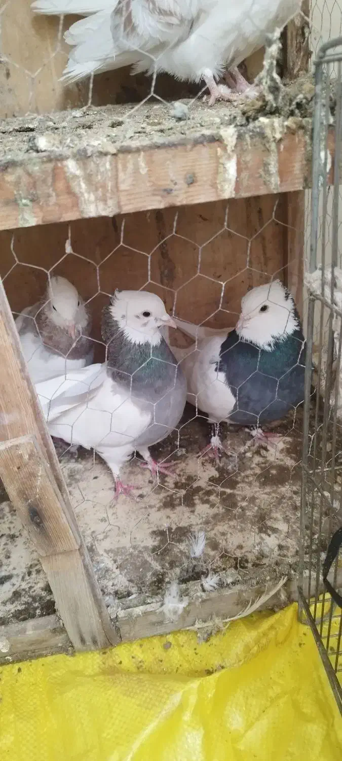 کفتر طوقی کاکولی|پرنده|تهران, افسریه شمالی|دیوار