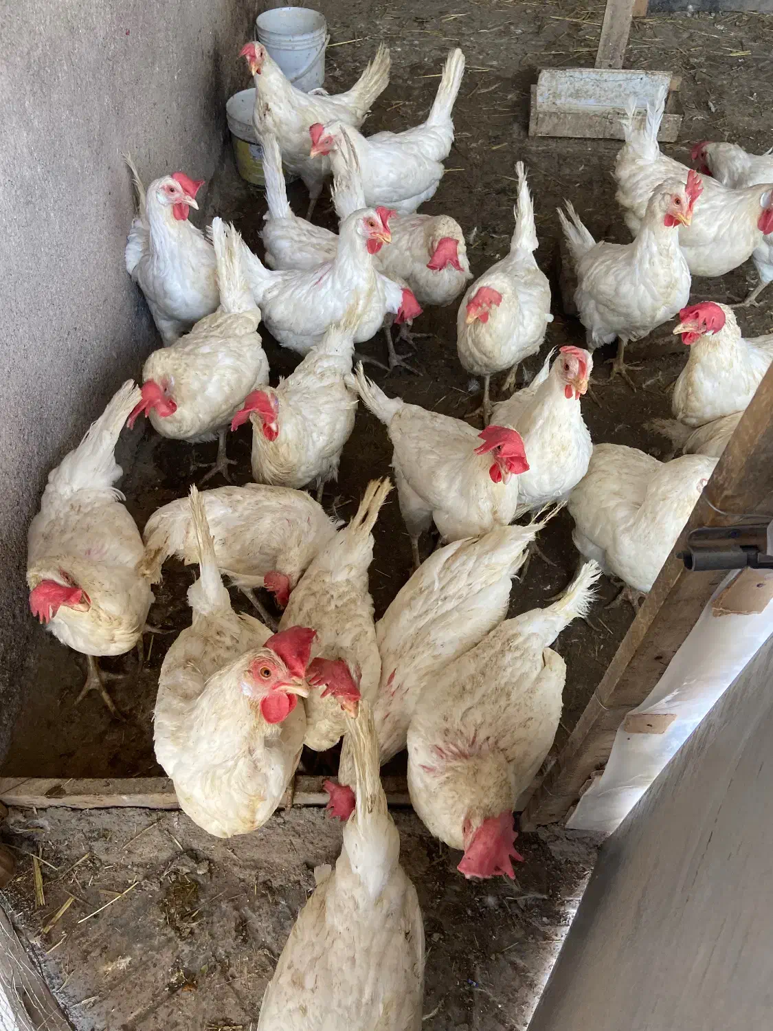 ۷ عدد مرغ تخمگذار|حیوانات مزرعه|تربت جام, المهدی|دیوار