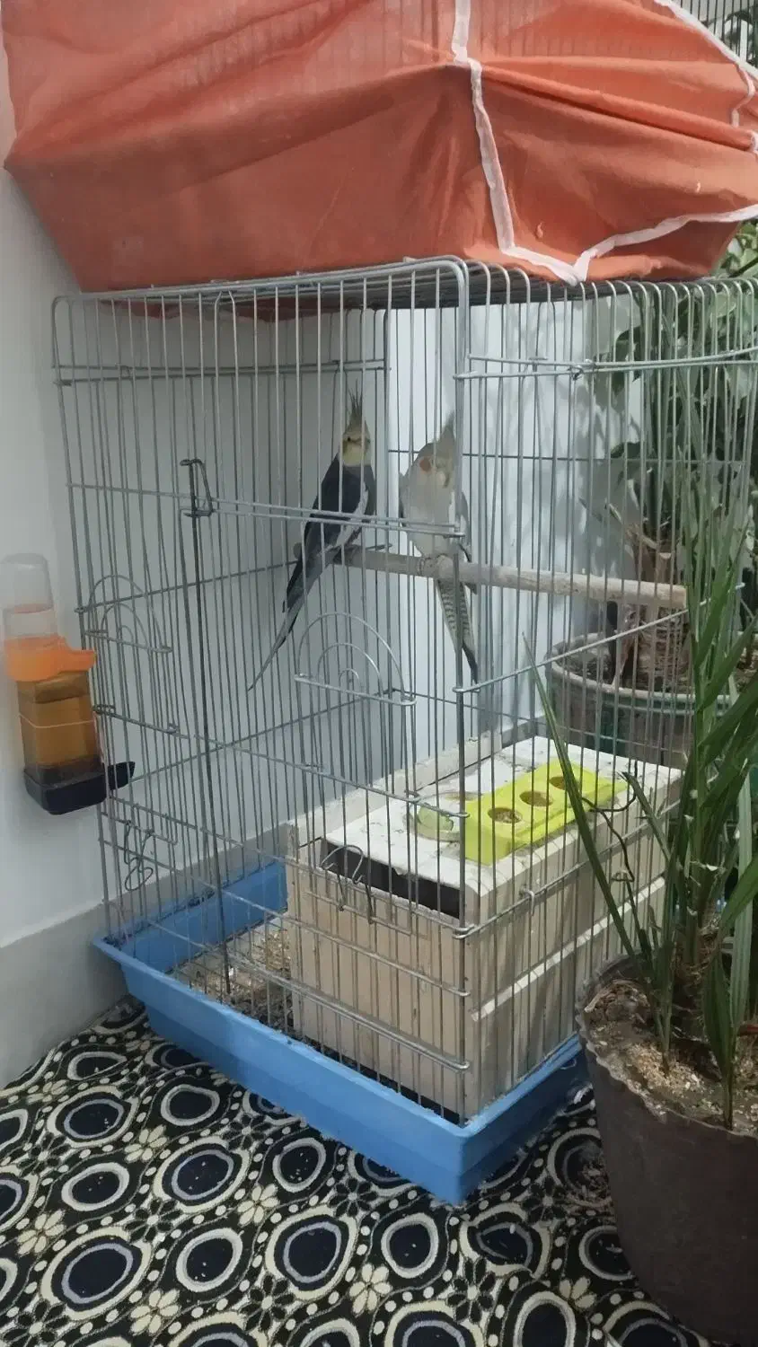 فروش جفت طوطی|پرنده|ارومیه, |دیوار