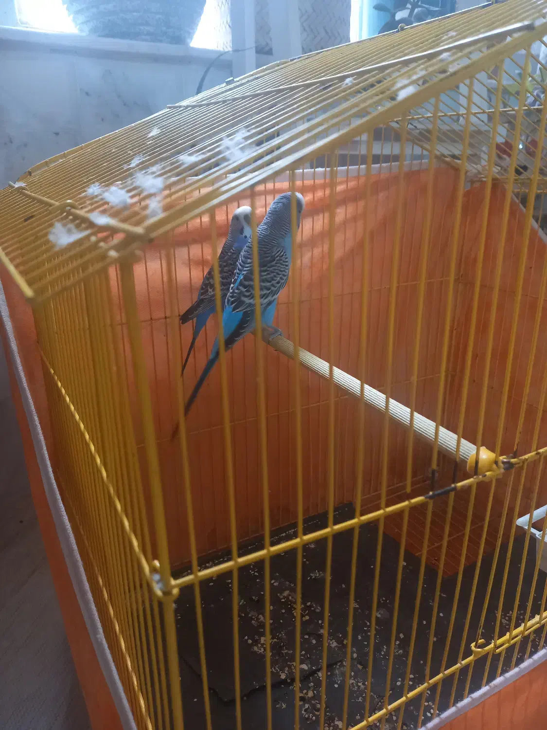 فروش مرغ عشق جفت زیبا و دوست داشتنی|پرنده|نیشابور, شهرک قدس|دیوار