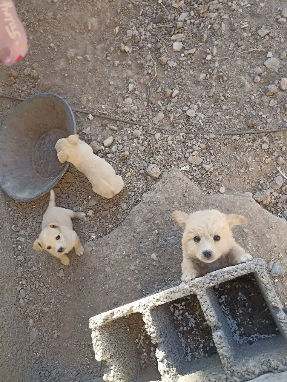 واگذاری سه عد توله پامر شیواوا نر نصف قیمت|سگ|قم, دانش|دیوار