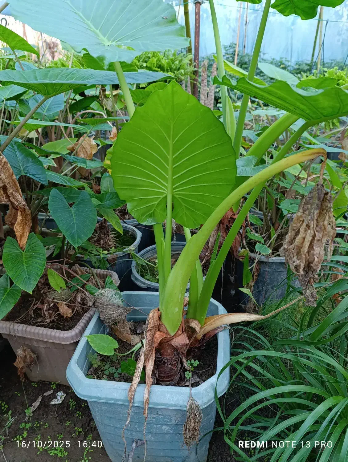 تعدادی گل بابا آدم و فیکوس|گل و گیاه طبیعی|آستانه اشرفیه, |دیوار