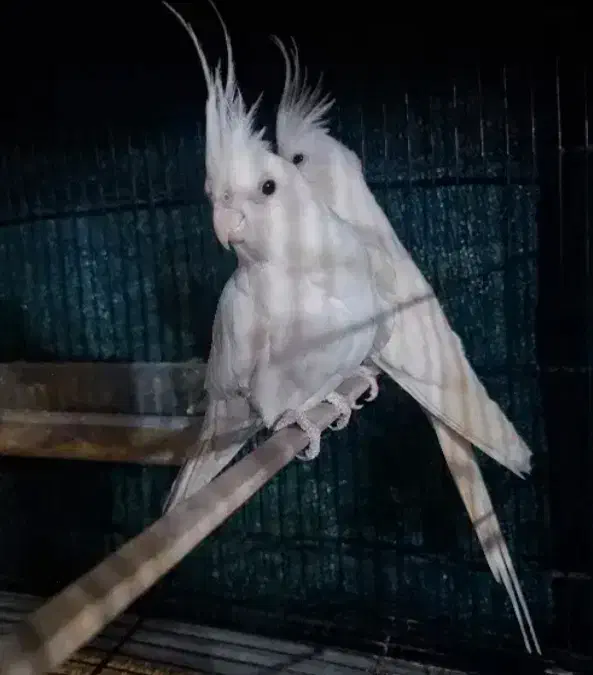 فروش جفت عروس هلندی مولد|پرنده|سیرجان, |دیوار