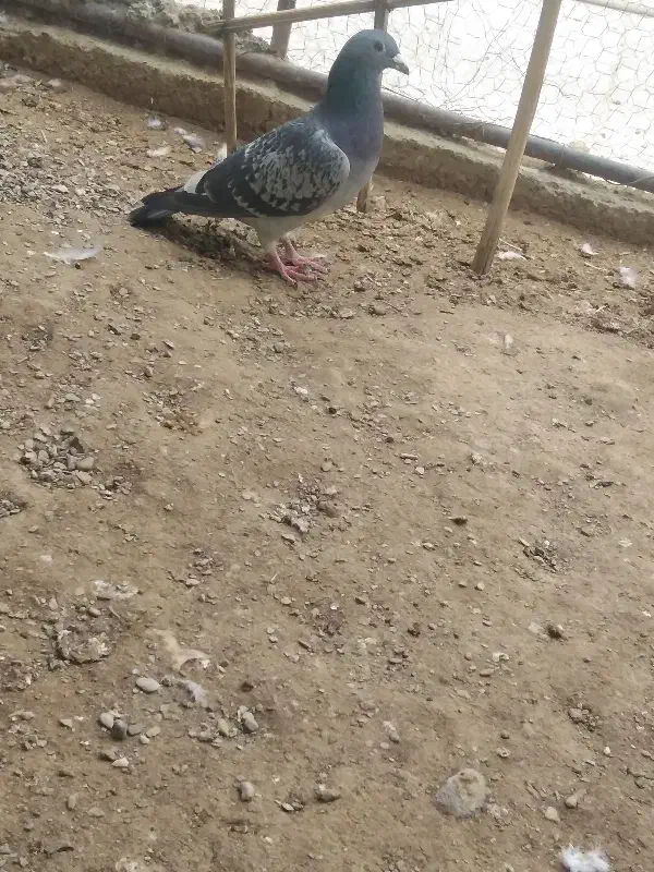 کبوتر سبز|پرنده|سراوان, |دیوار