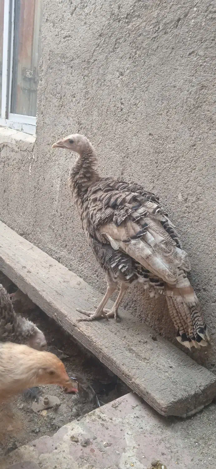 بوقلمون|حیوانات مزرعه|اردبیل, |دیوار