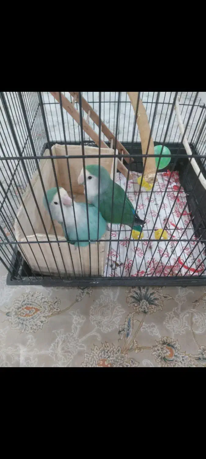 دو عدد طوطی برزیلی خوش رنگ|پرنده|ری, هاشم‌آباد|دیوار