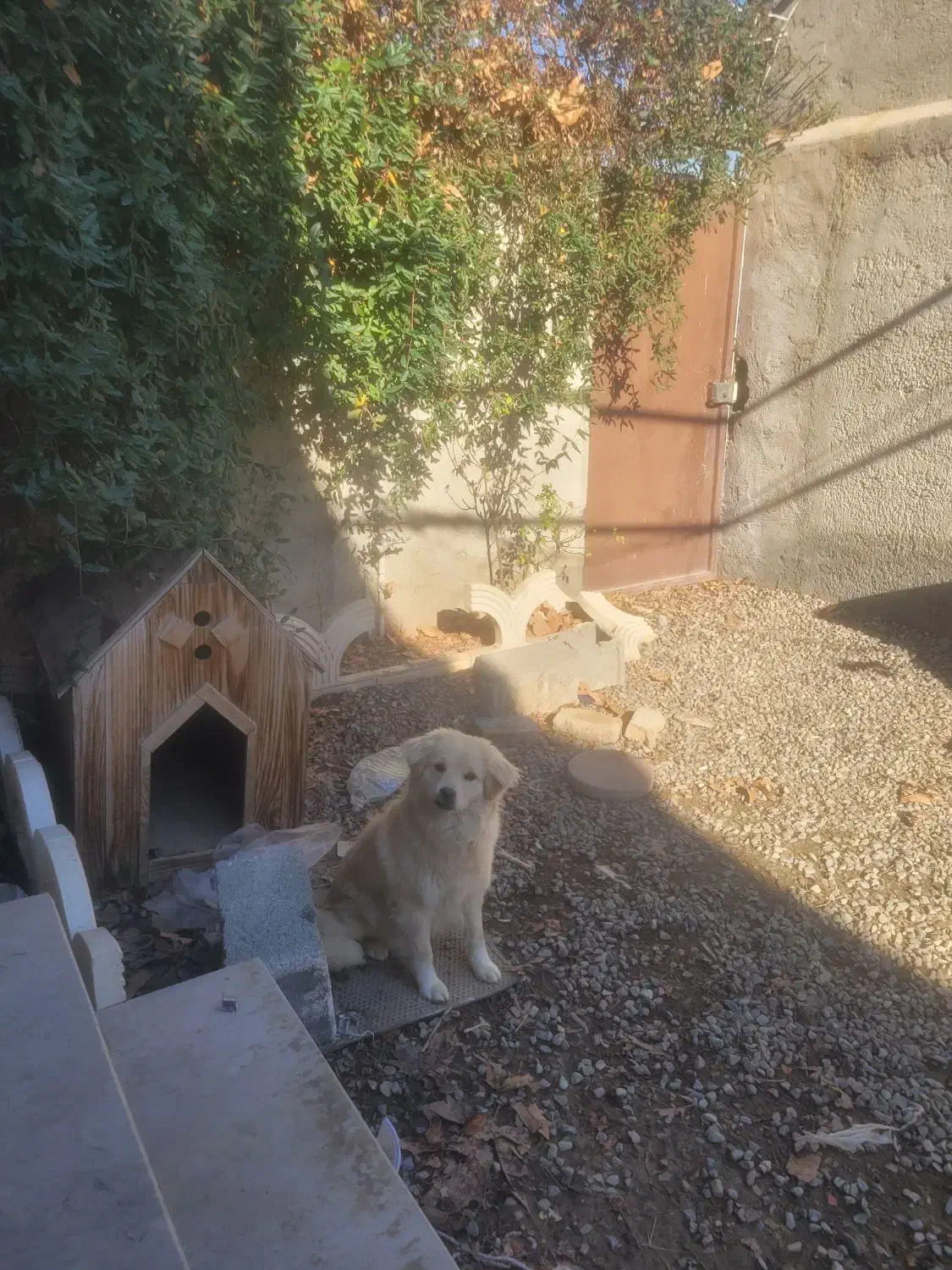 سگ شناسنامه دار|سگ|هشتگرد, شهرک راه آهن|دیوار