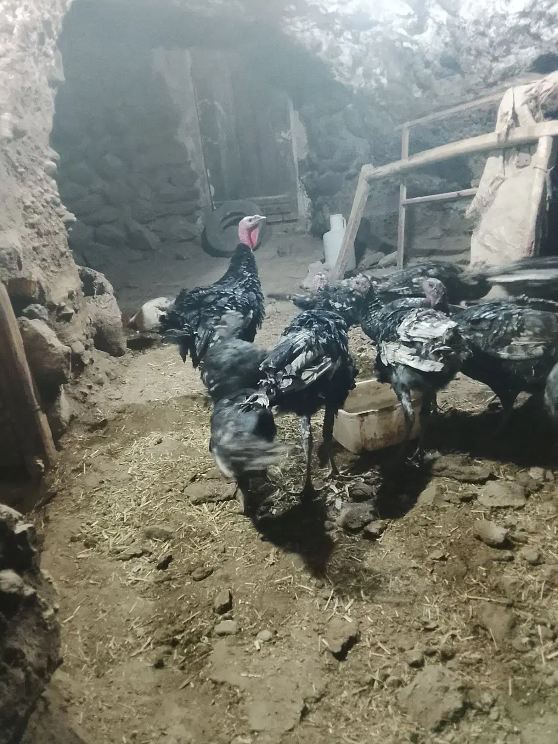 بوقلمون نر ماده دم تخم گذاری در روستا بزرگ شدن|حیوانات مزرعه|باسمنج, |دیوار