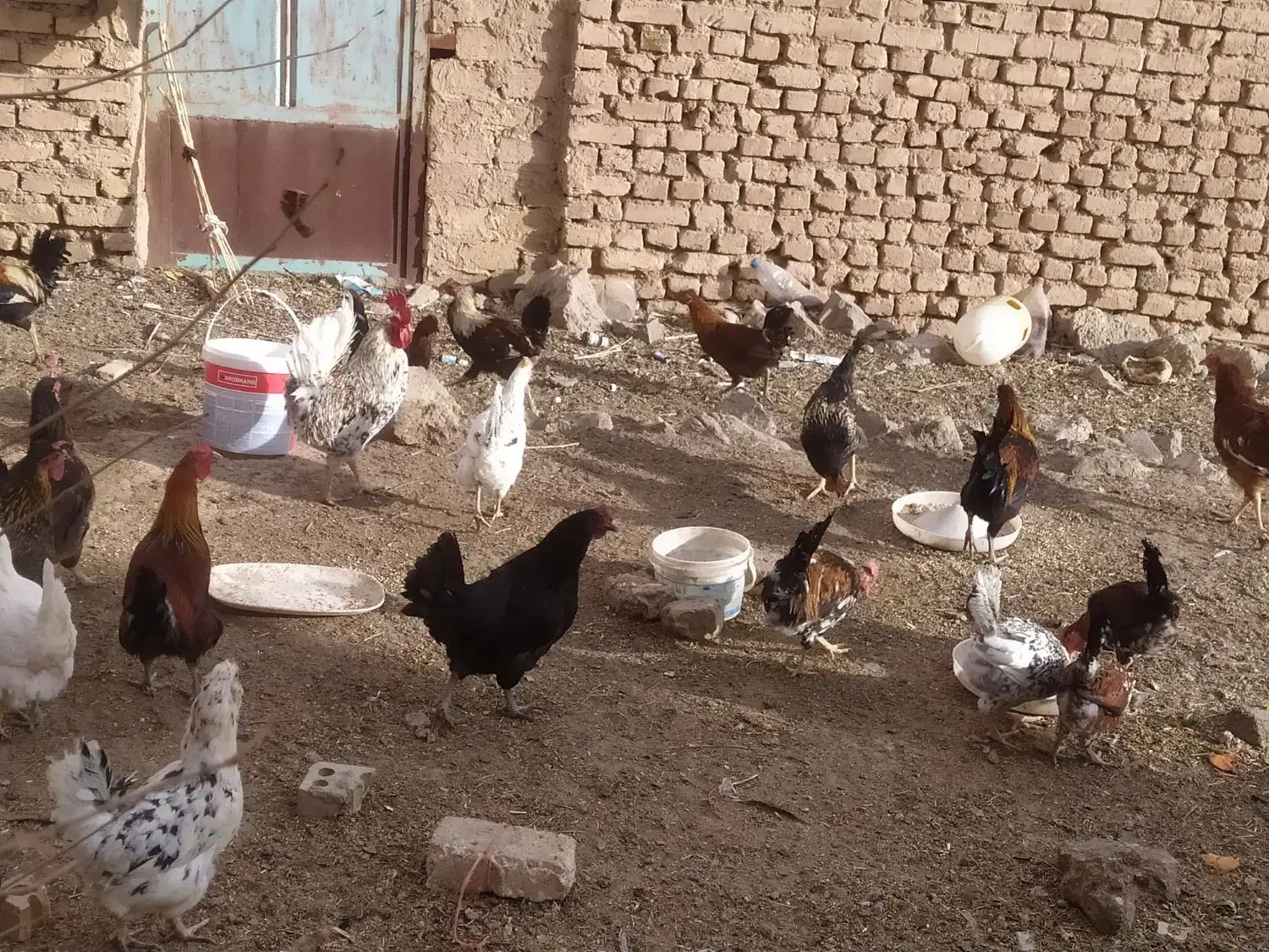 مرغ گلین تخم گذار|حیوانات مزرعه|دهاقان, |دیوار