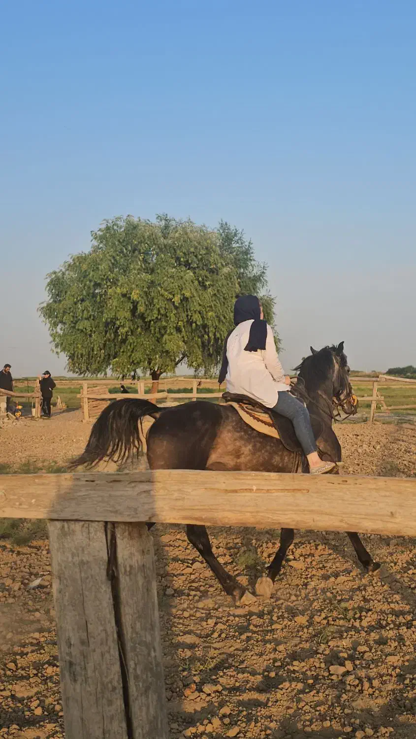 اسب نریان سواری دار نژاد کرد|اسب و تجهیزات اسبسواری|پارسآباد, |دیوار