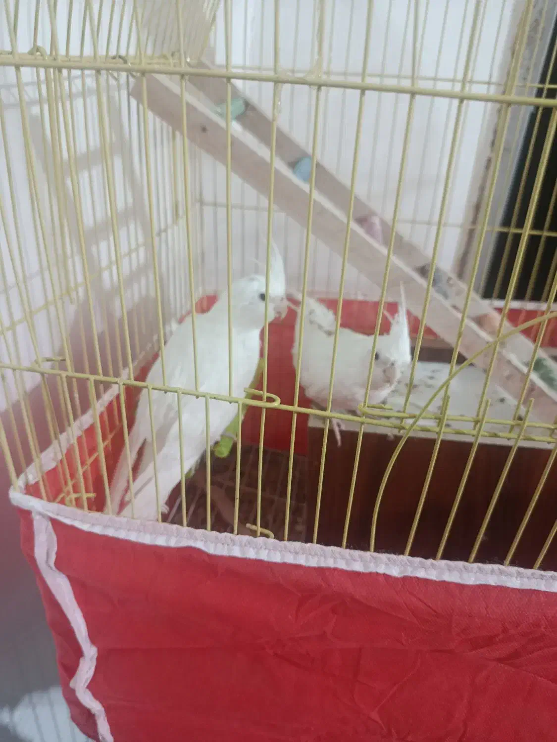 طوطی آلبینو|پرنده|بم, |دیوار