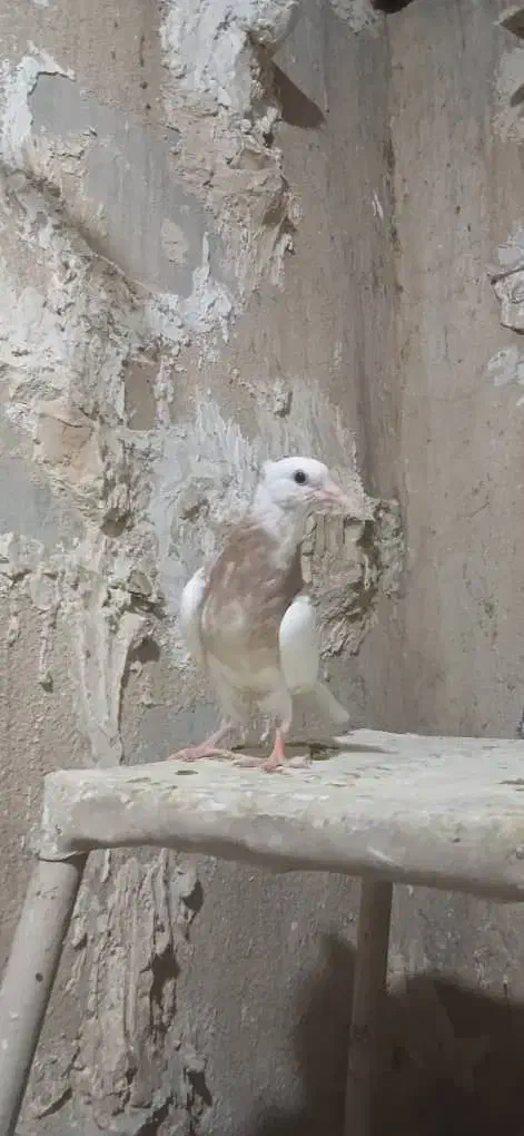 کبوتر|پرنده|مسجد سلیمان, |دیوار