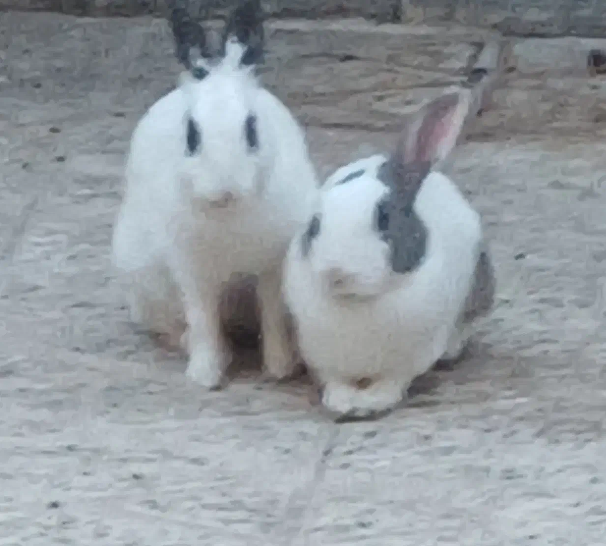 با این شماره تماس بگیری|موش و خرگوش|میان جلگه, |دیوار