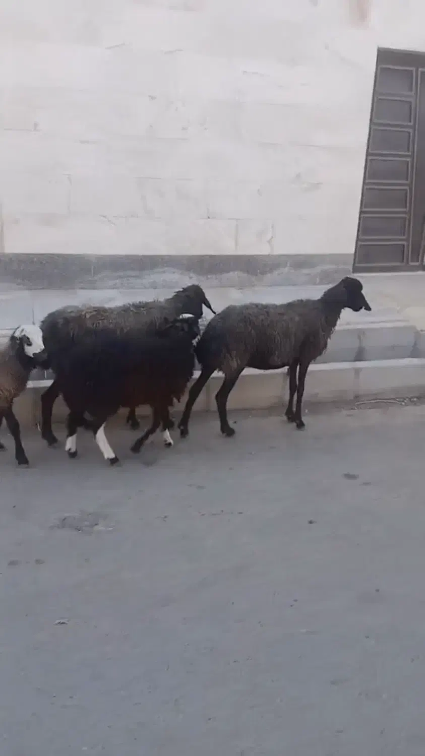 فروش میش بره دار و بزغاله|حیوانات مزرعه|گرمسار, |دیوار