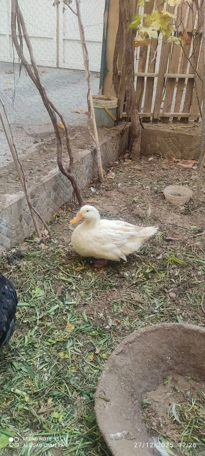 اردک|حیوانات مزرعه|سمنان, |دیوار