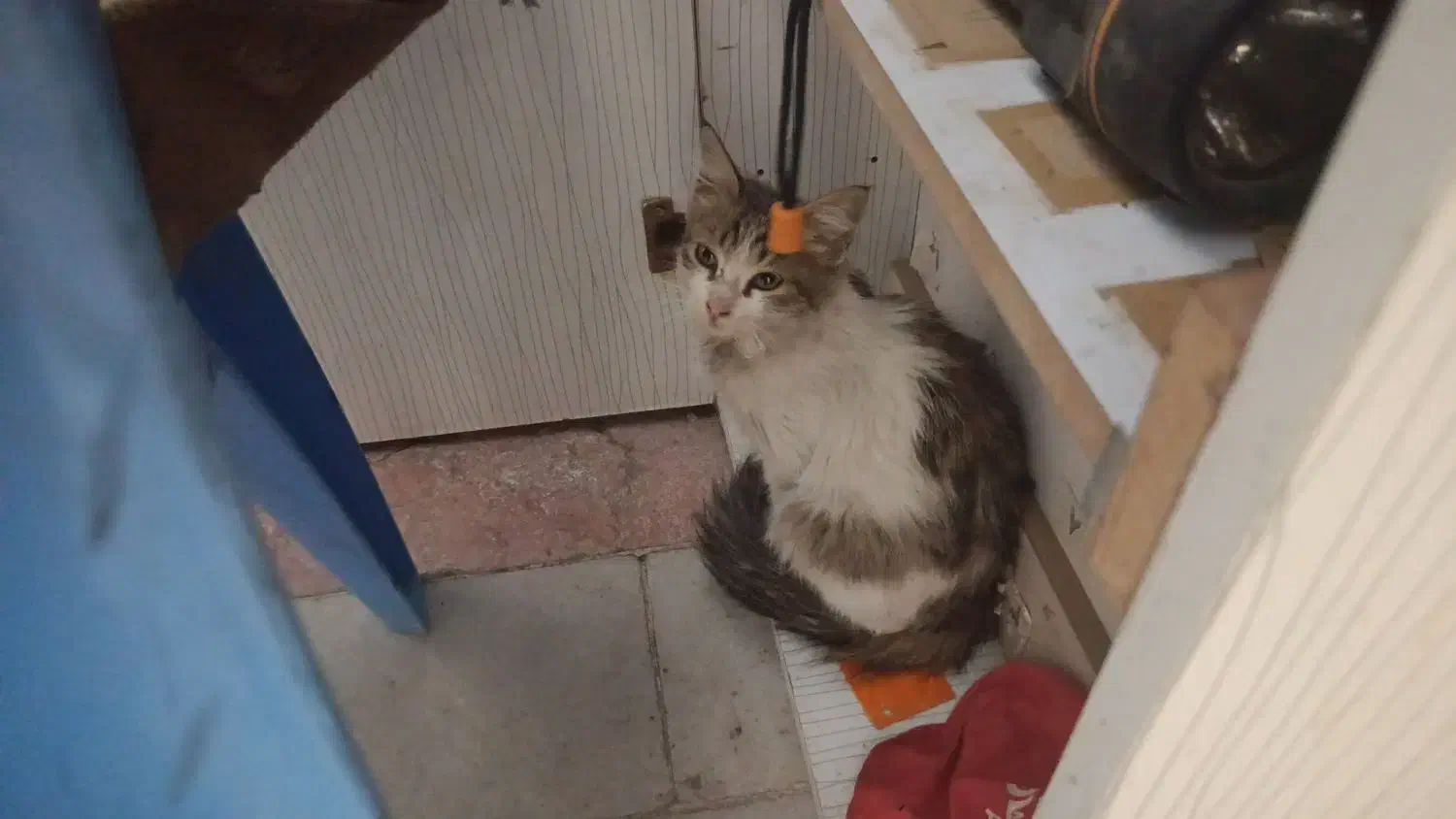 فروش گربه|گربه|زابل, |دیوار