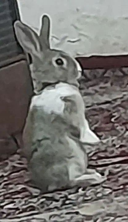 خرگوش گمشده|حیوانات|بیرجند, |دیوار