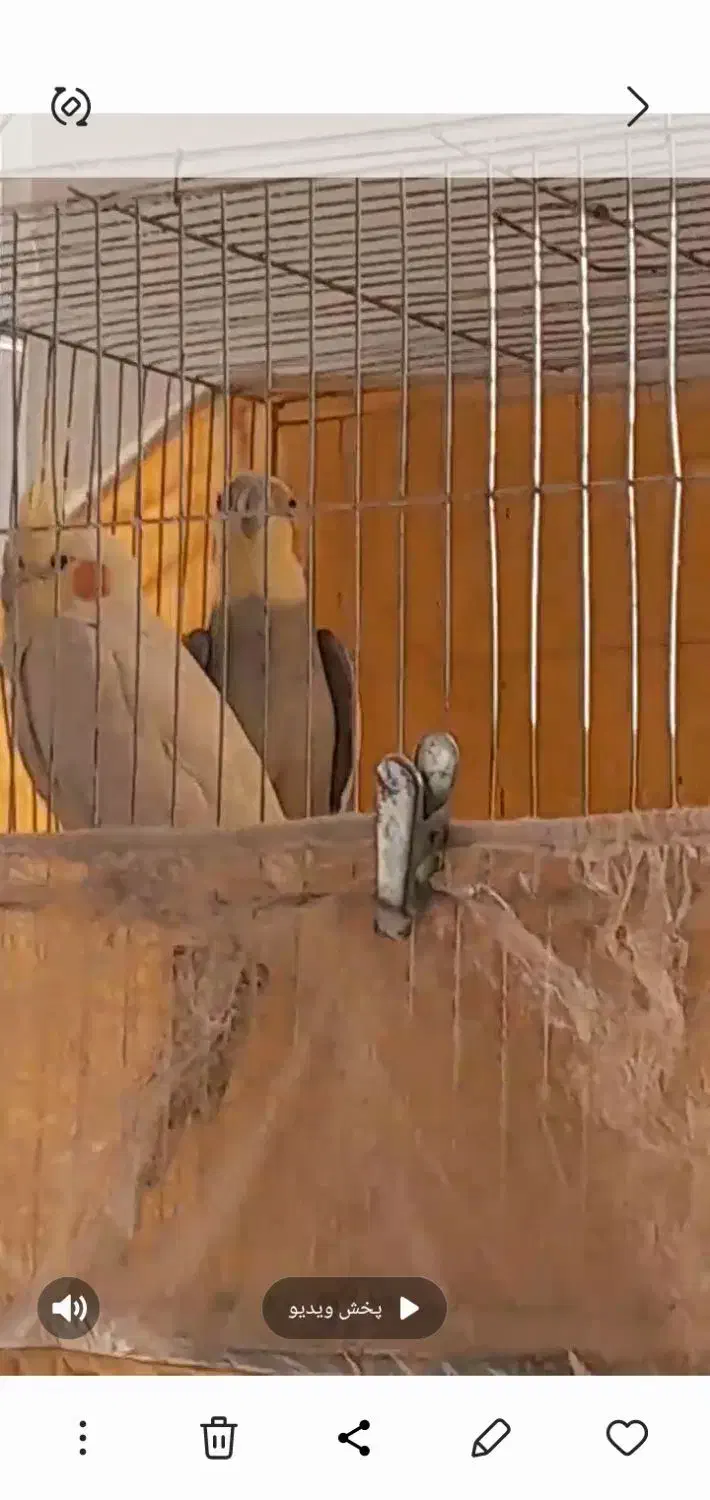 عروس هلندی نر وماده سخنگو|پرنده|عطاملک, |دیوار