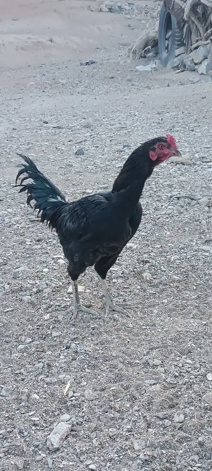 لاری|حیوانات مزرعه|سربیشه, |دیوار