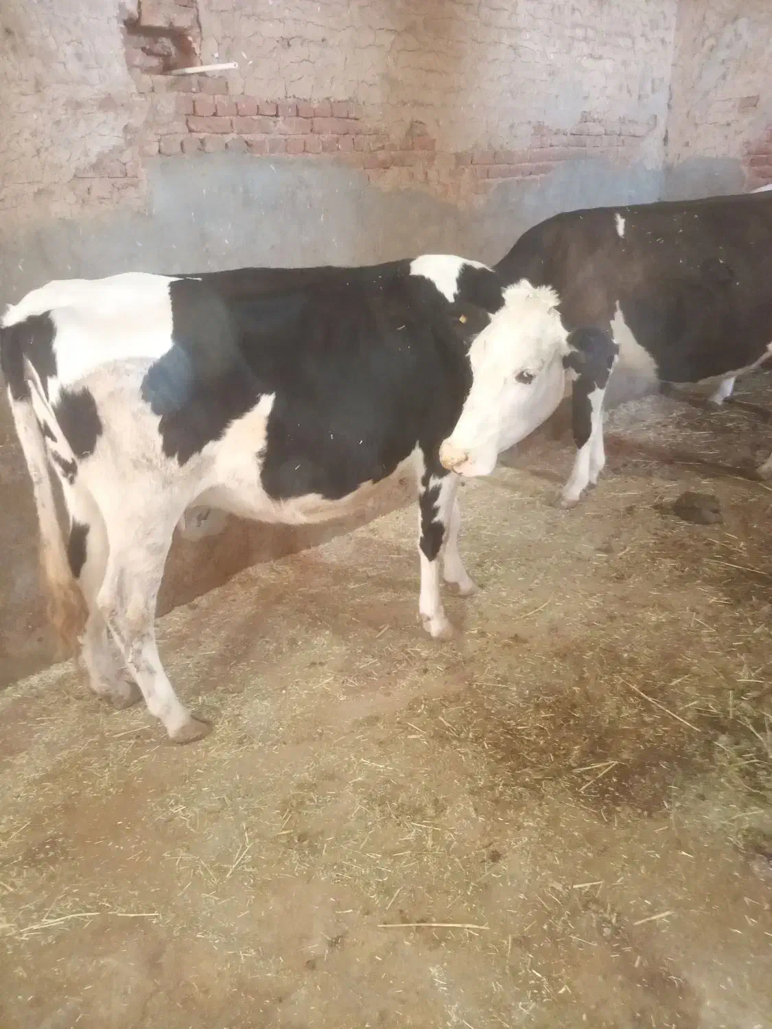 ۳عددگاو شیری|حیوانات مزرعه|نظر کهریزی, |دیوار