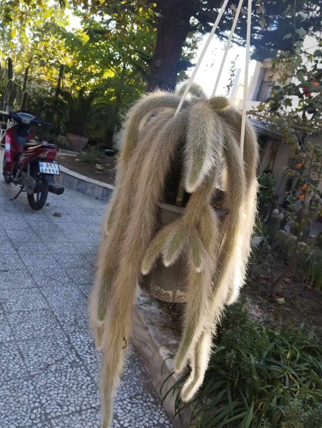 کاکتوس پیوندی کلکسیونی|گل و گیاه طبیعی|سرخرود, |دیوار