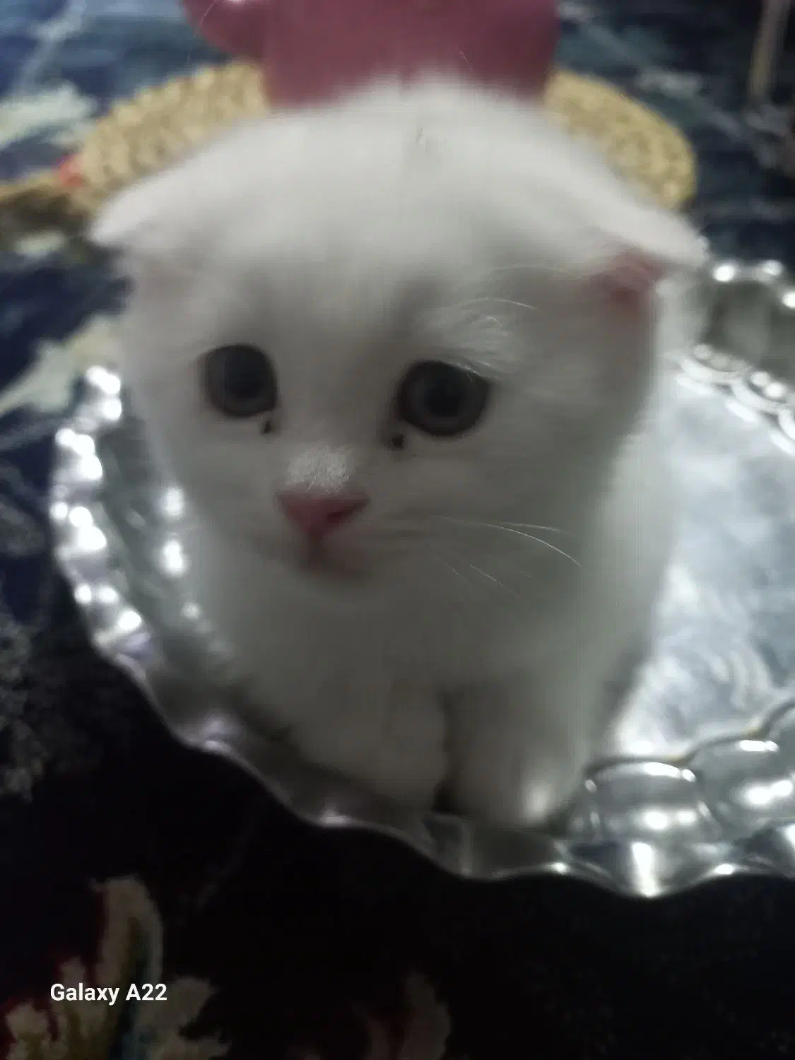 مهربون|گربه|مشهد, حضرت حجت|دیوار