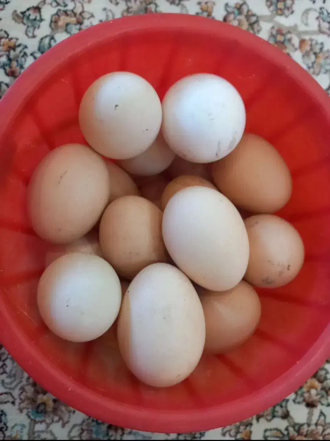 تخم مرغ محلی|خوردنی و آشامیدنی|سرپل ذهاب, |دیوار