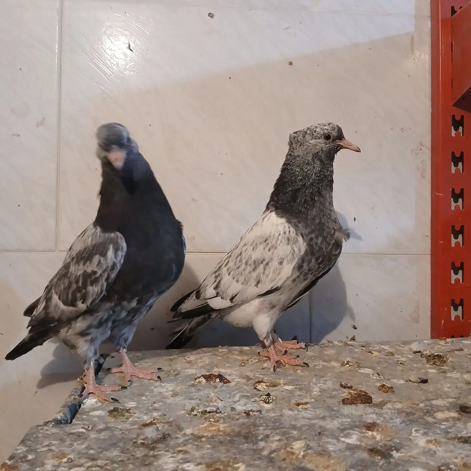 طوقی کله ای|پرنده|مبارکه, |دیوار