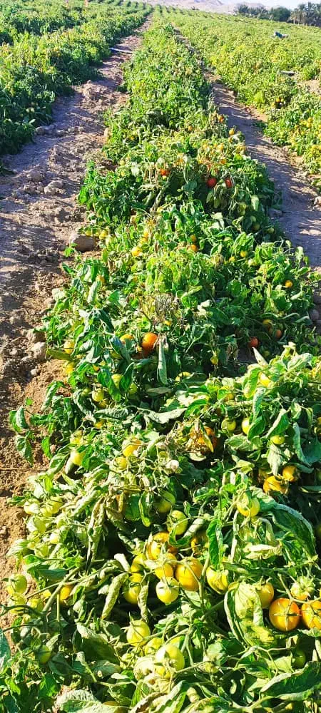 گوجه برنتا دو رنگ ۱۰۰ تن|عمده‌فروشی|ارم, |دیوار