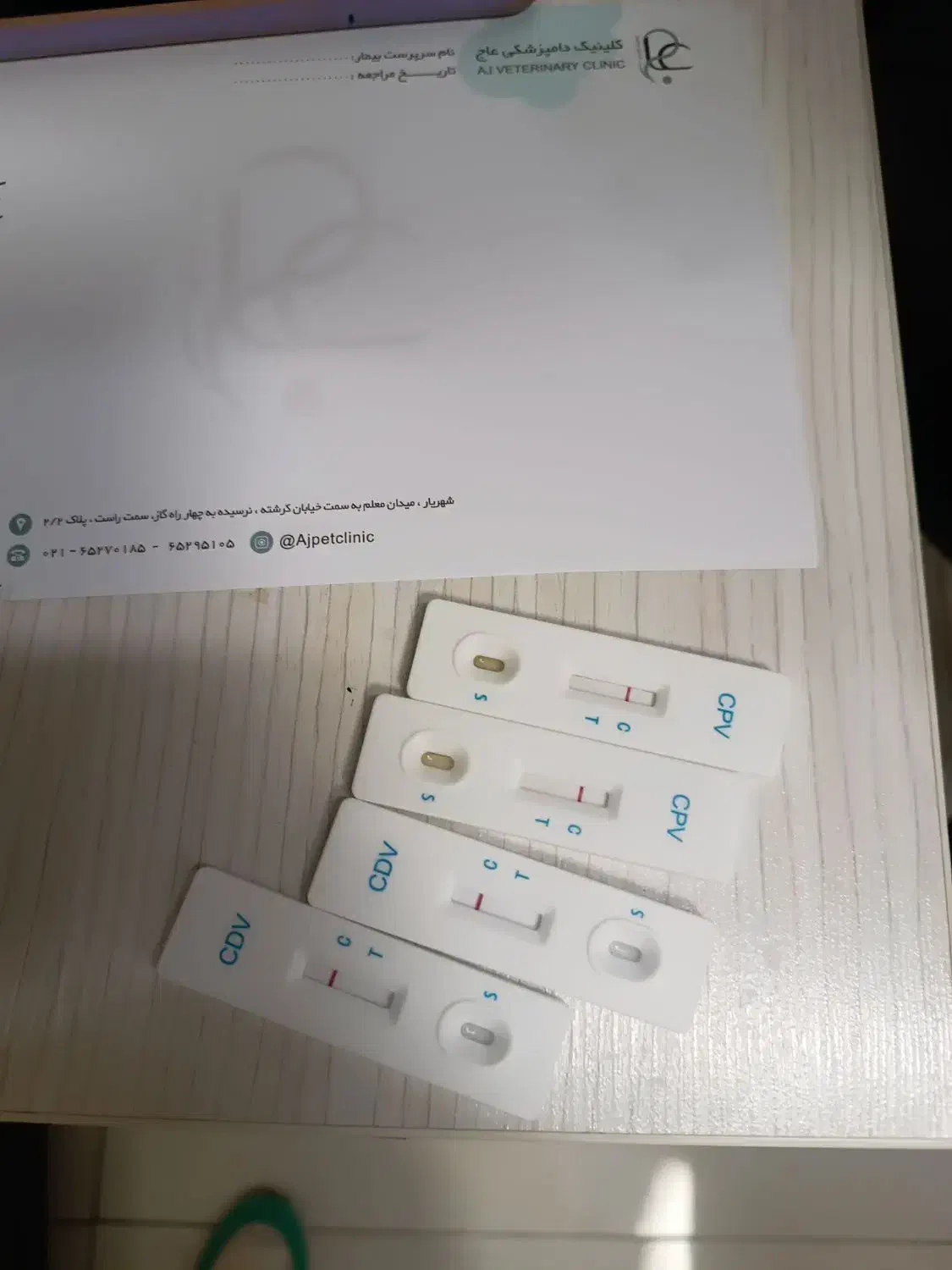 سگ پامر ۲ ساله|سگ|شهریار, شهریار|دیوار