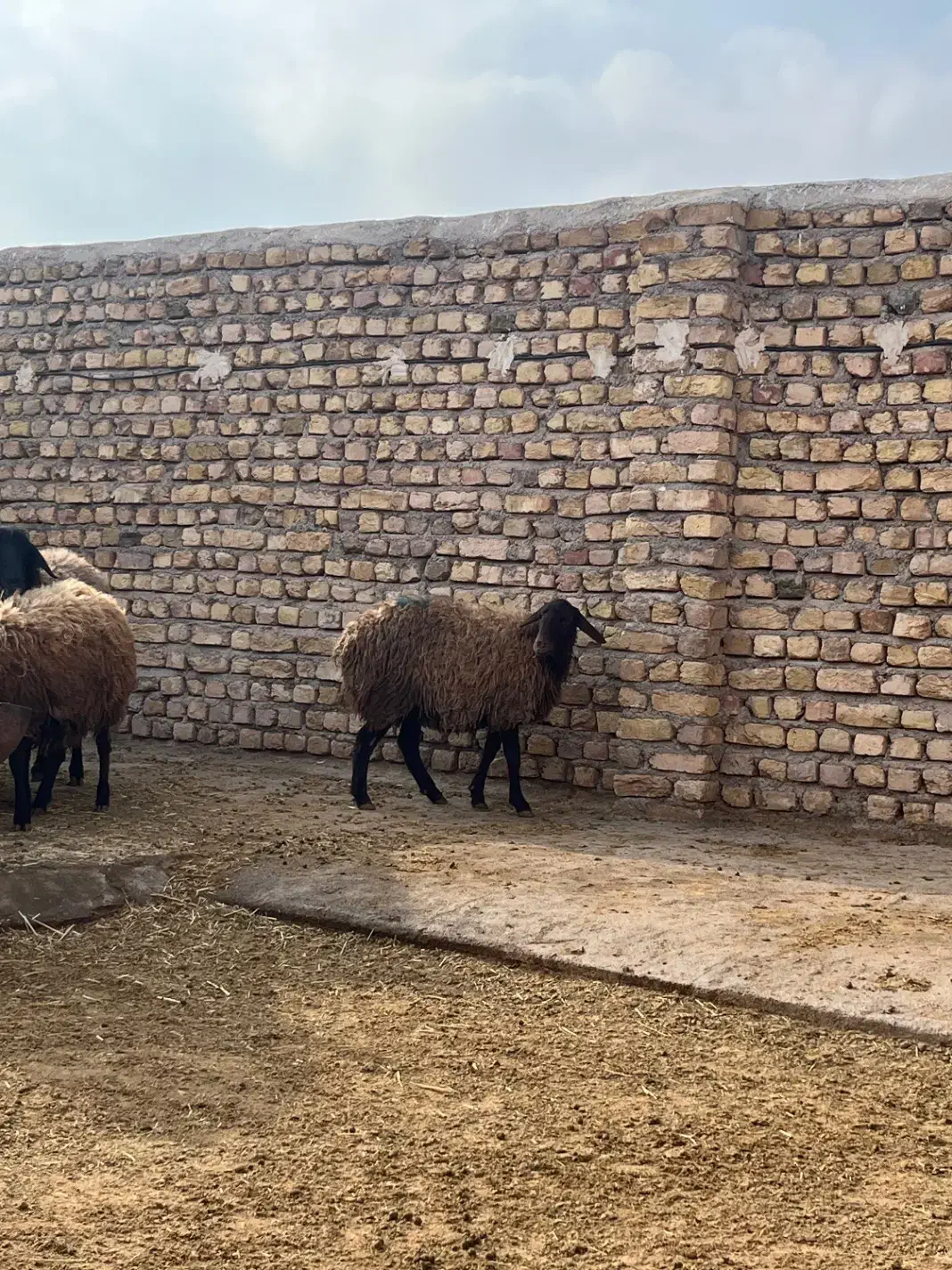 میش|حیوانات مزرعه|قزوین, |دیوار
