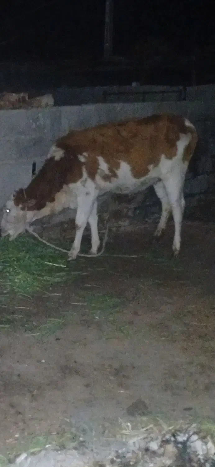 گاو سیمنتال|حیوانات مزرعه|جیرفت, |دیوار