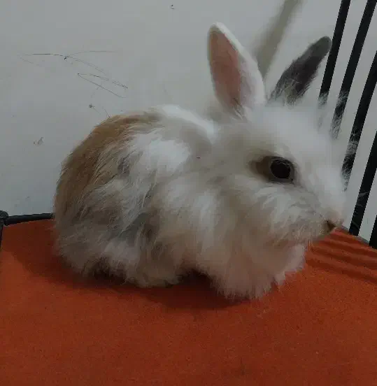 سه تا خرگوش بالغ جرسی و لوپ پشمالو و دستی فقط ۳۰۰|موش و خرگوش|هشتگرد, هشتگرد قدیم|دیوار